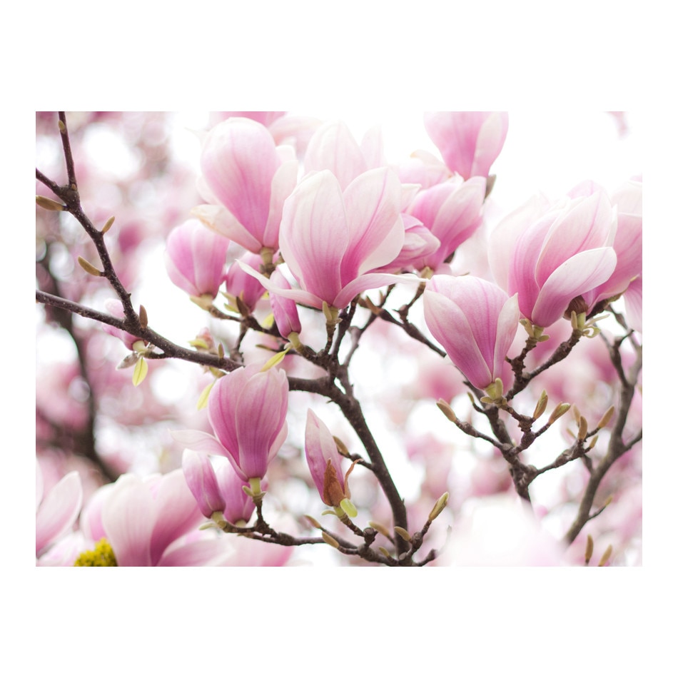 Fototapet vlies - Magnolia bloosom - 300 x 231 cm