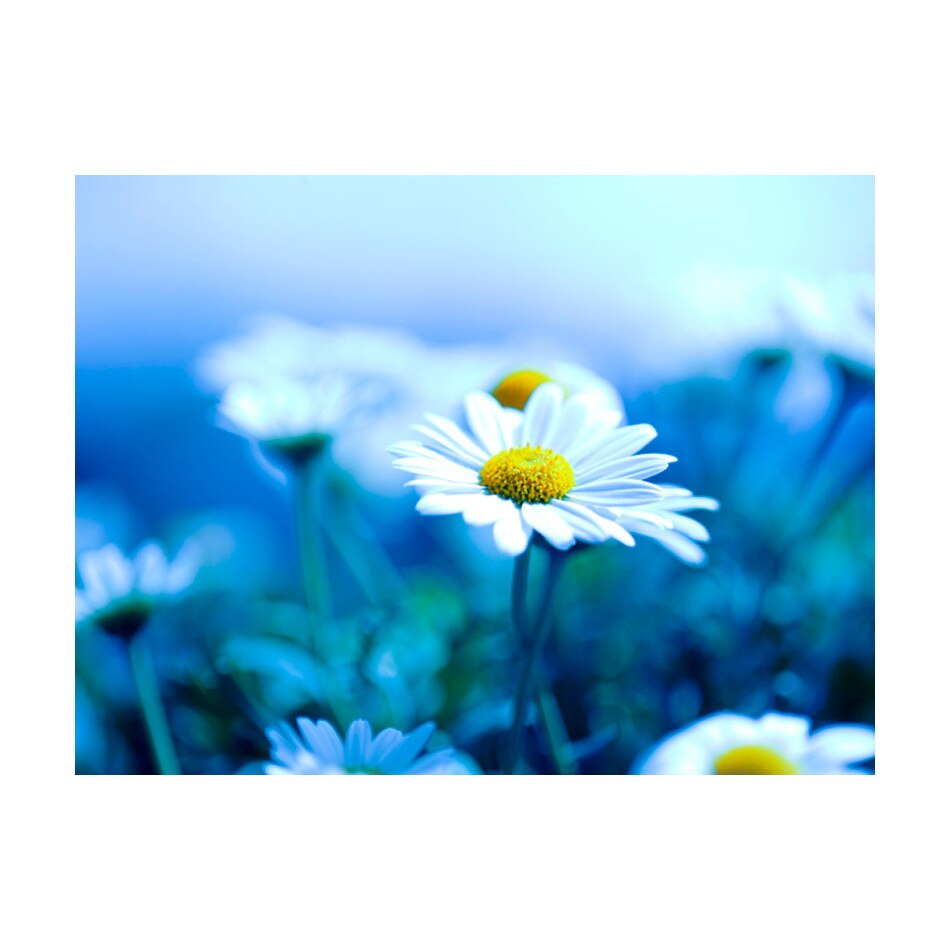 Fototapet vlies - Daisy pe o pajiste albastra - 400 x 309 cm
