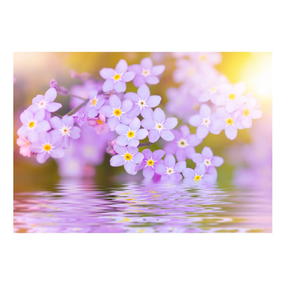 Fototapet vlies - Violet Petals In Bloom - 100 x 70 cm