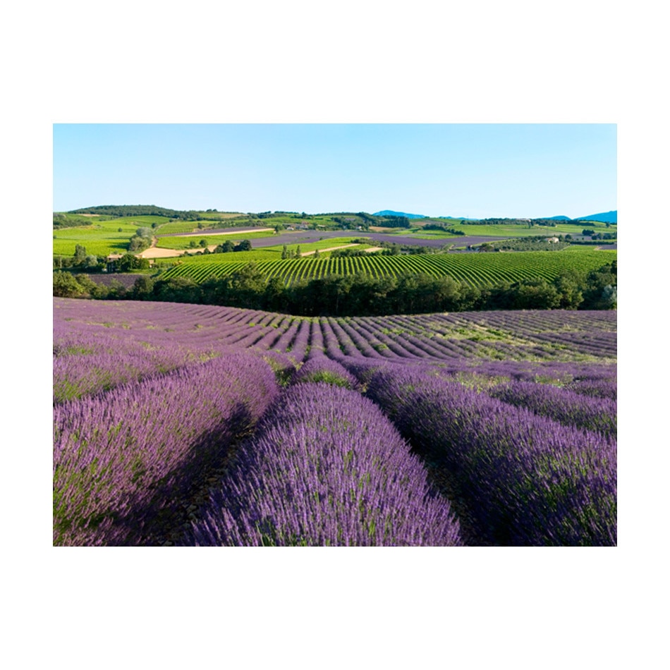 Fototapet vlies - Campurile de lavanda - 250 x 193 cm