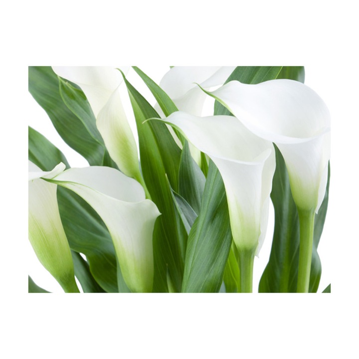 ikea callas
