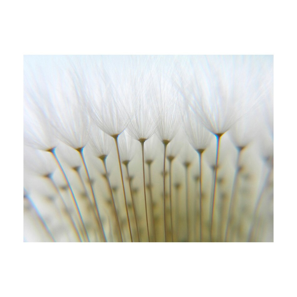 Fototapet vlies - Padurea papadie - 400 x 309 cm