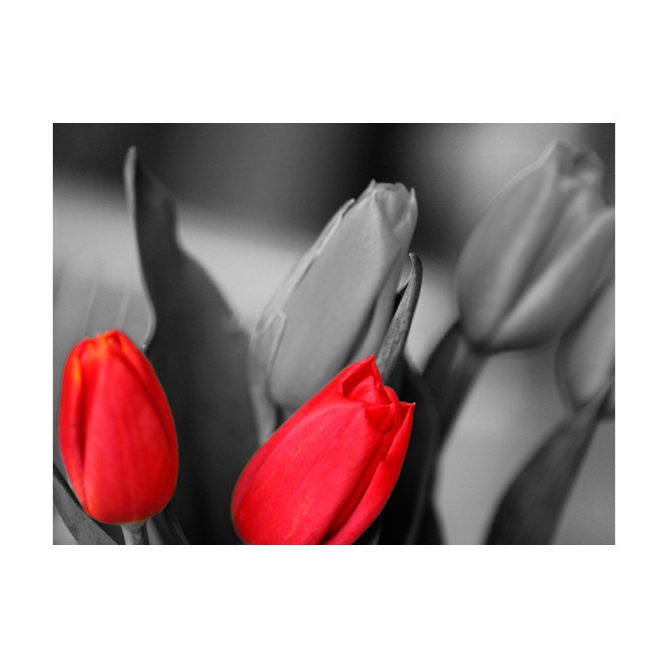 Fototapet vlies - Lalele rosii pe fundal alb si negru - 350 x 270 cm
