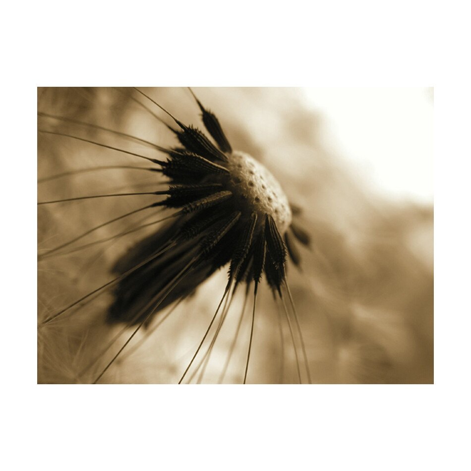 Fototapet vlies - Papagal sepia - 400 x 309 cm