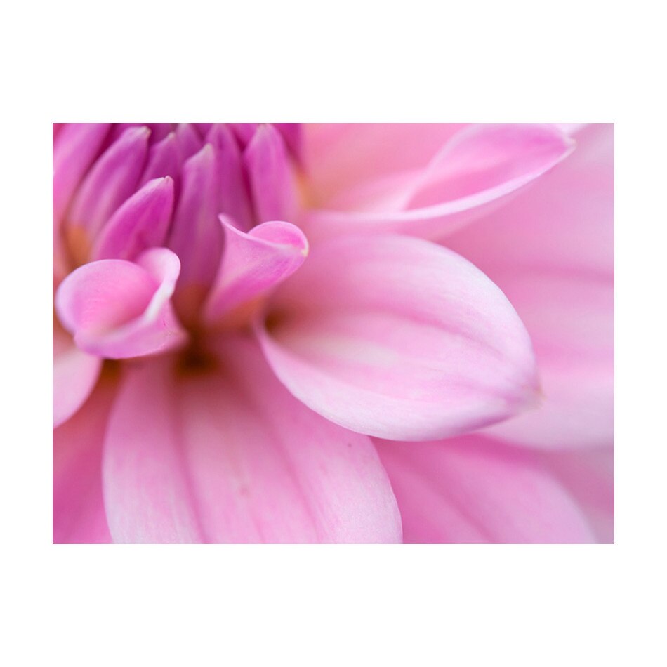 Fototapet vlies - Flori de flori dahlia - 400 x 309 cm