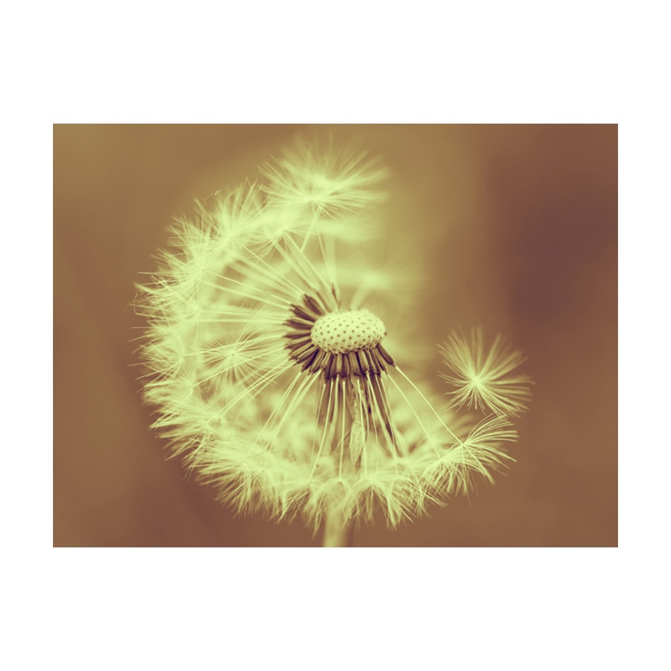 Fototapet vlies - Papadie sepia - 400 x 309 cm