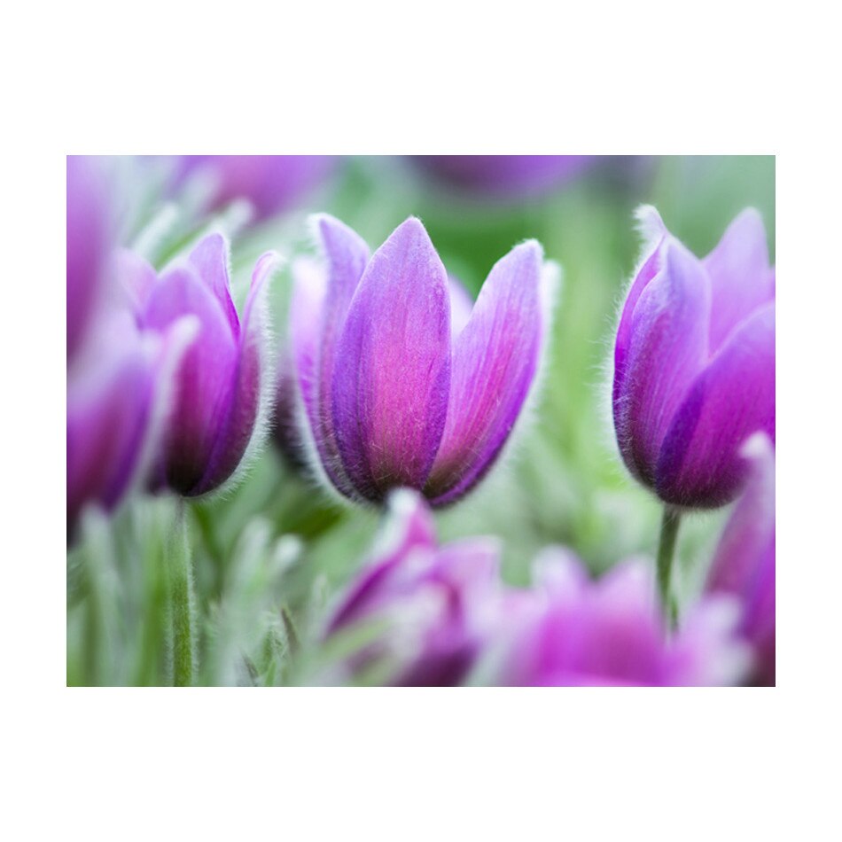 Fototapet vlies - Purple lalele de primavara - 350 x 270 cm