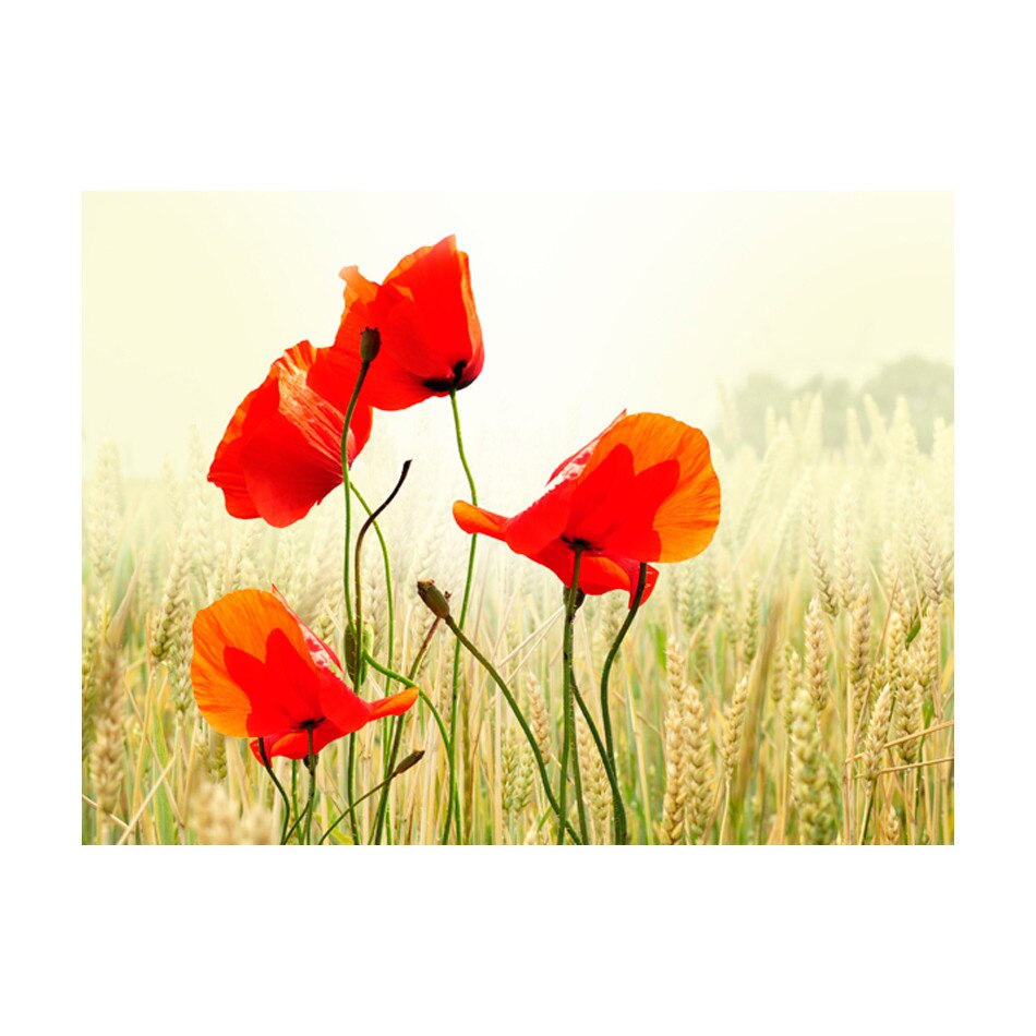 Fototapet vlies - Frumusetea macului salbatic - 300 x 231 cm