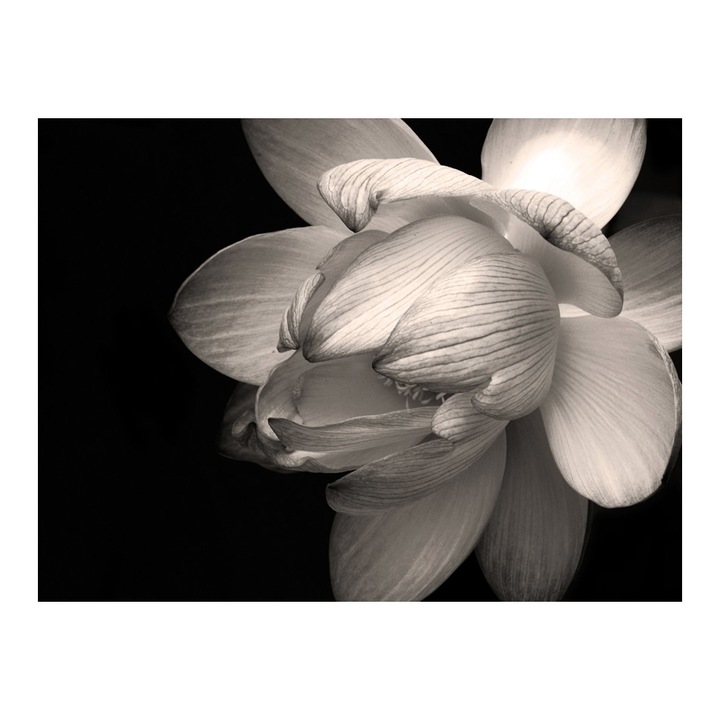 Fototapet vlies - Floare de lotus - 250 x 193 cm