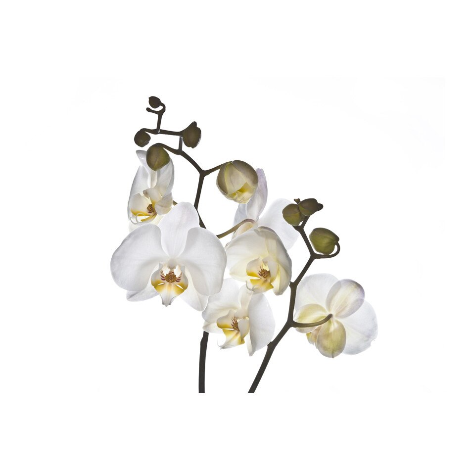 Fototapet vlies - Timiditate - 200 x 154 cm