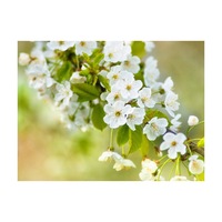 fototapet vlies - flori frumoase delicate de cirese - 400 x 309 cm imagen 12_2_
0