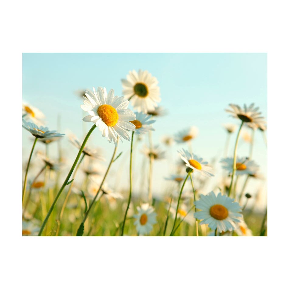 Fototapet vlies - Margarete primavara lunca - 400 x 309 cm