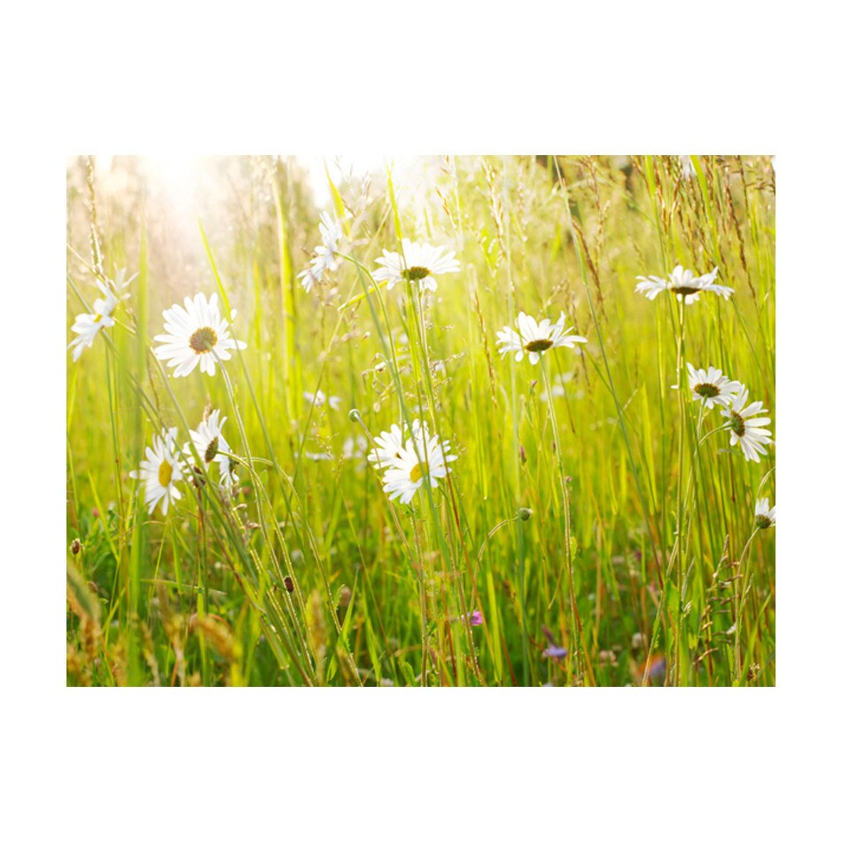Fototapet vlies - Campul Daisy - 400 x 309 cm