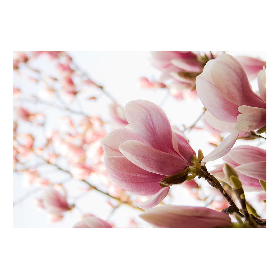 Fototapet vlies - Roz magnolia - 350 x 270 cm