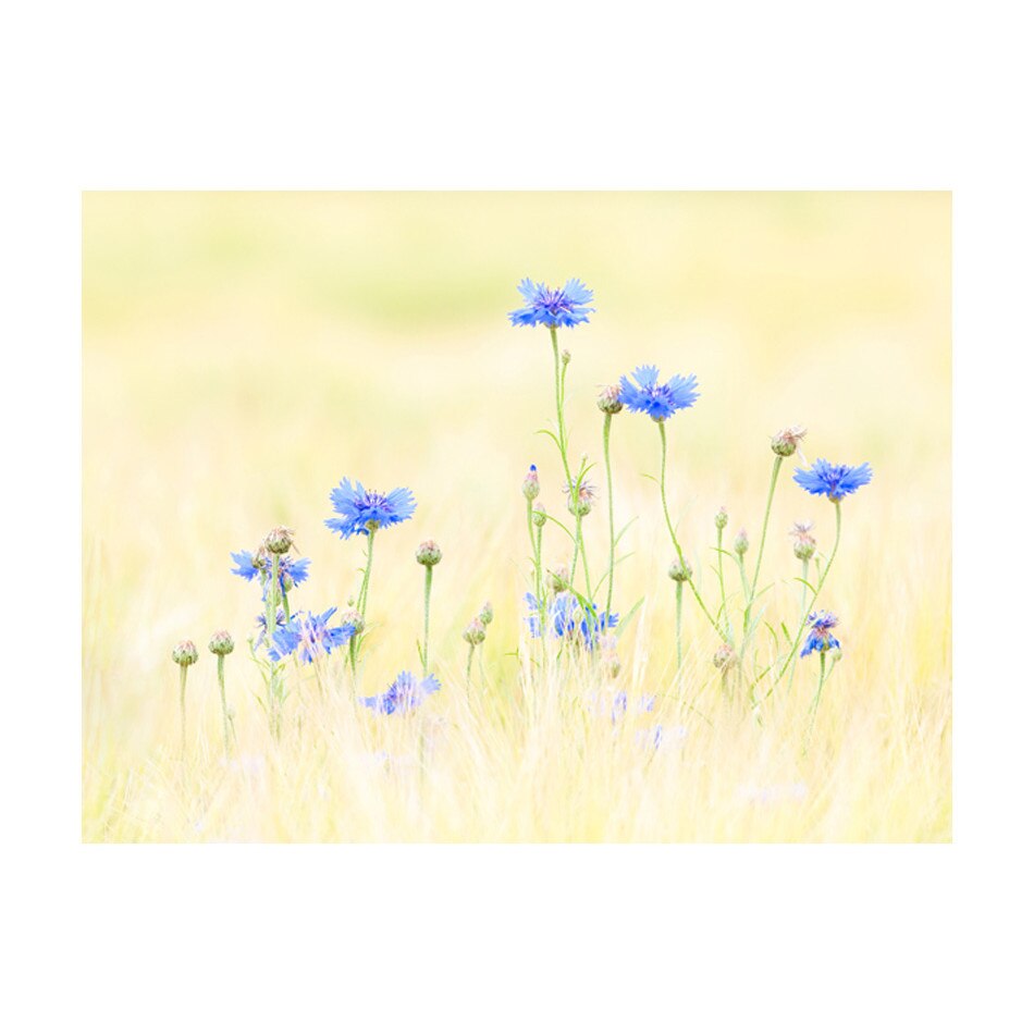 Fototapet vlies - Albastrele - 400 x 309 cm