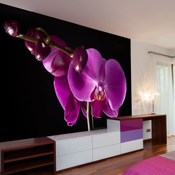 Fototapet vlies - elegant orchis - 350 x 270 cm Fototapet vlies - elegant orchis - 350 x 270 cm