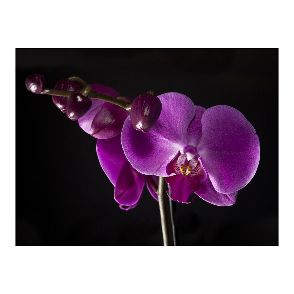 Fototapet vlies - Orhidee eleganta - 250 x 193 cm