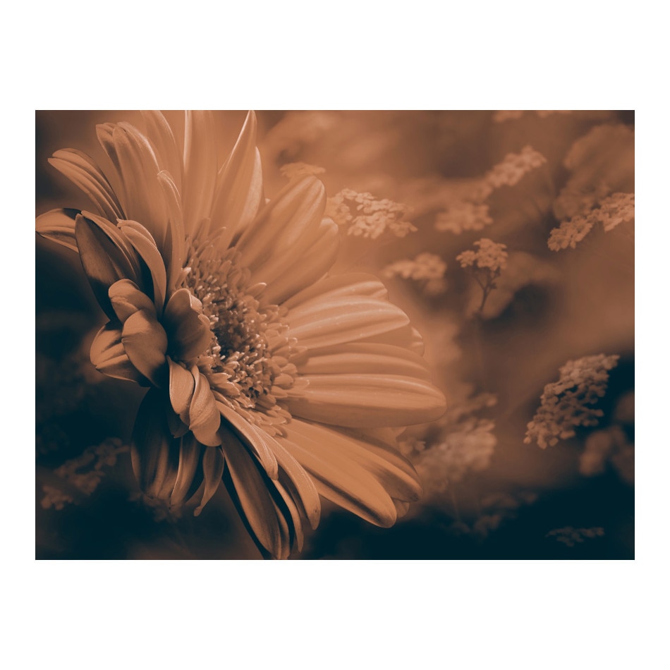 Fototapet vlies - Gerbera in bronz - 250 x 193 cm