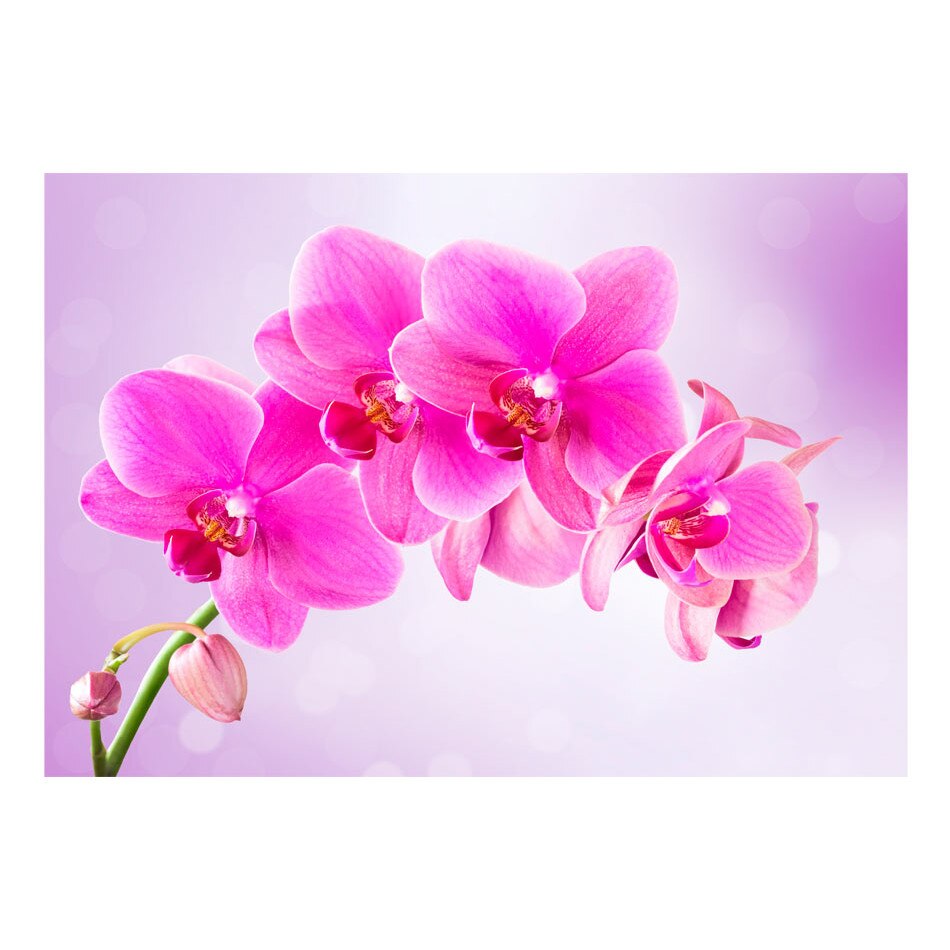 Fototapet vlies - Chibzuinta - 400 x 280 cm