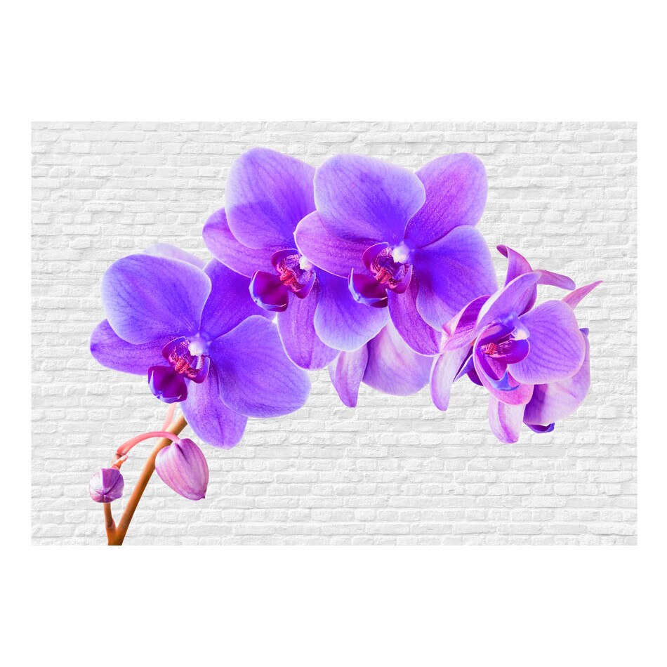 Fototapet vlies - Violet excitatie - 400 x 280 cm