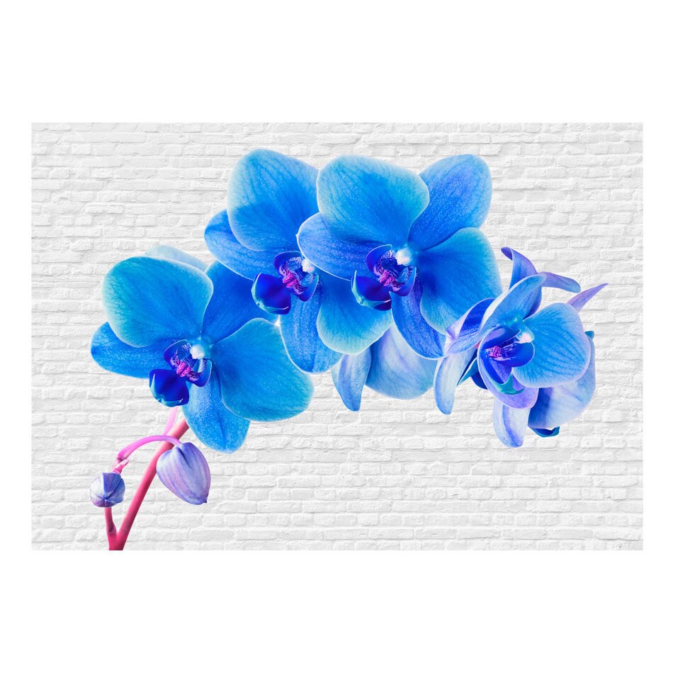 Fototapet vlies - Excitare albastra - 400 x 280 cm
