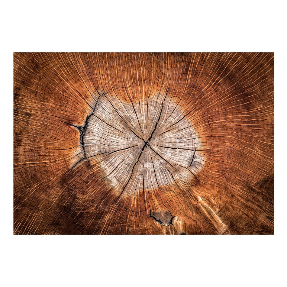 Fototapet vlies - Sufletul unui copac - 350 x 245 cm