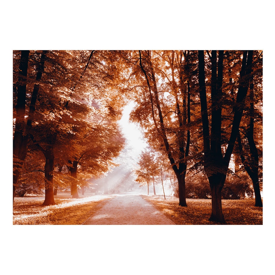 Fototapet vlies - Parcul de toamna - 350 x 245 cm