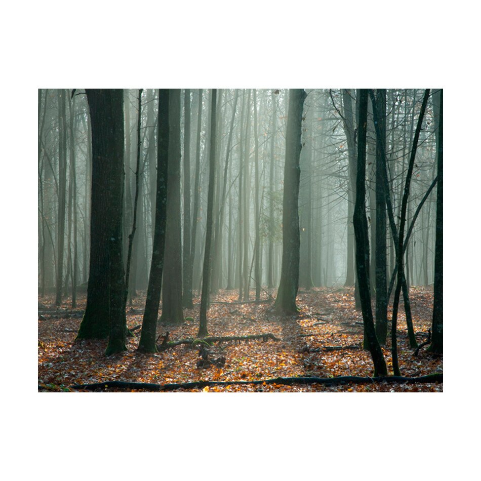 Fototapet vlies - Padurea vrajitoarelor - 400 x 309 cm