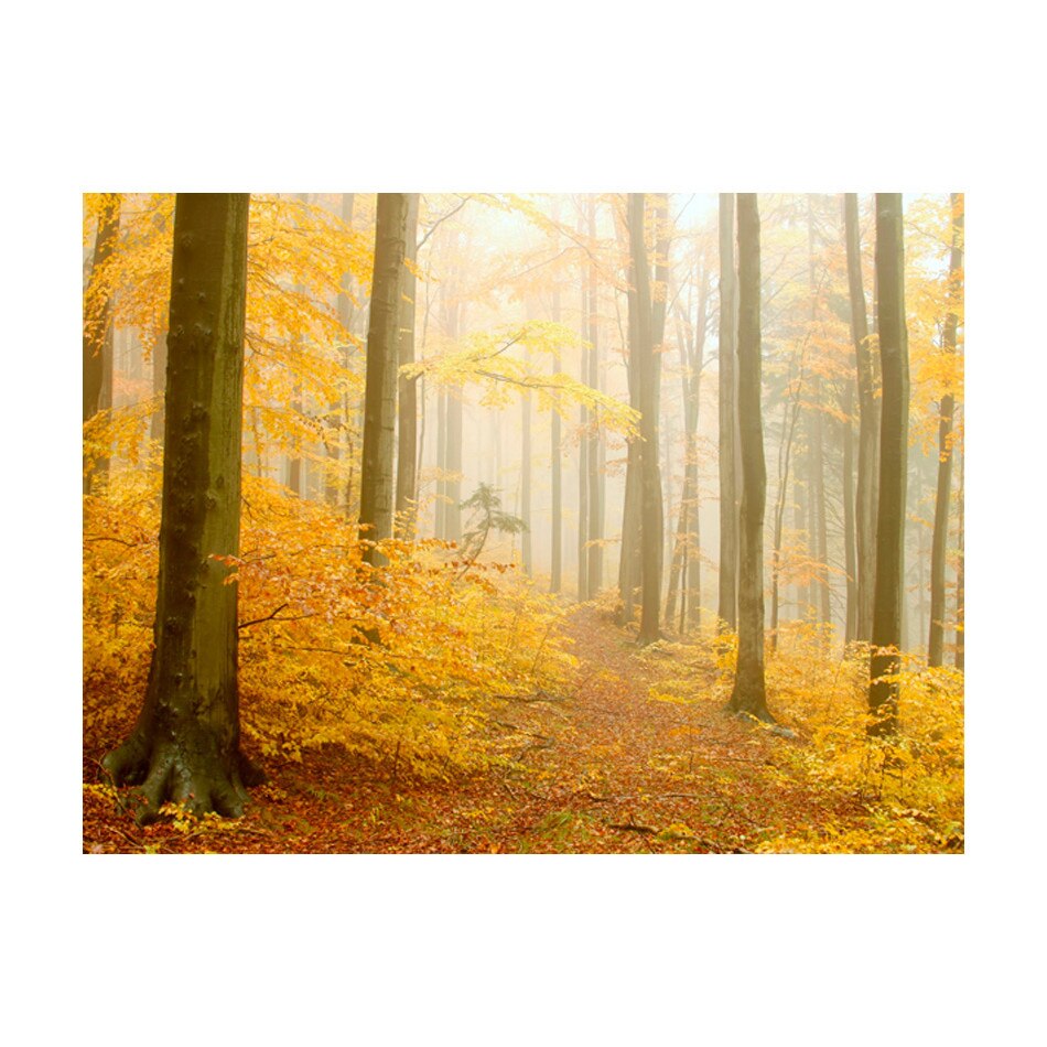 Fototapet vlies - Toamna padurii - 400 x 309 cm