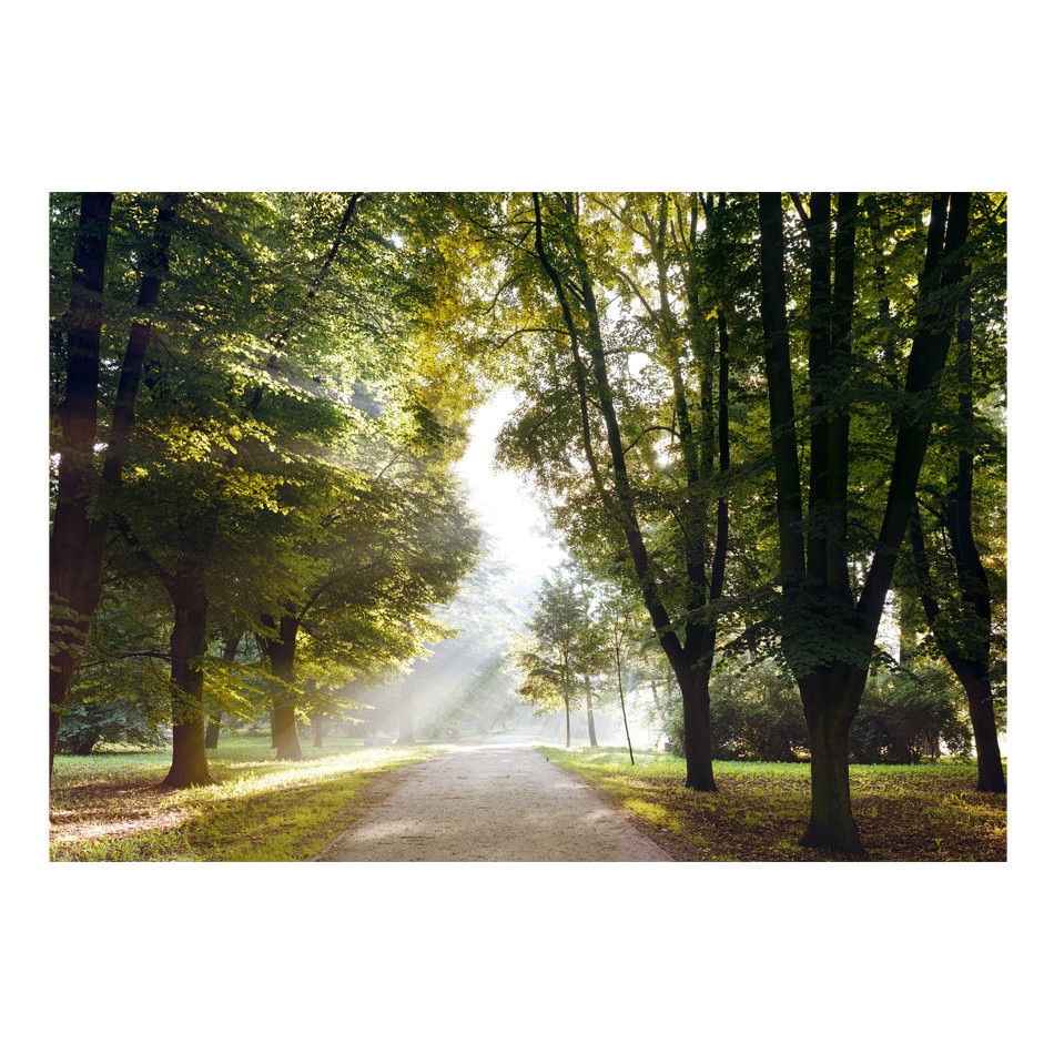 Fototapet vlies - Plimbarea de dimineata - 350 x 245 cm