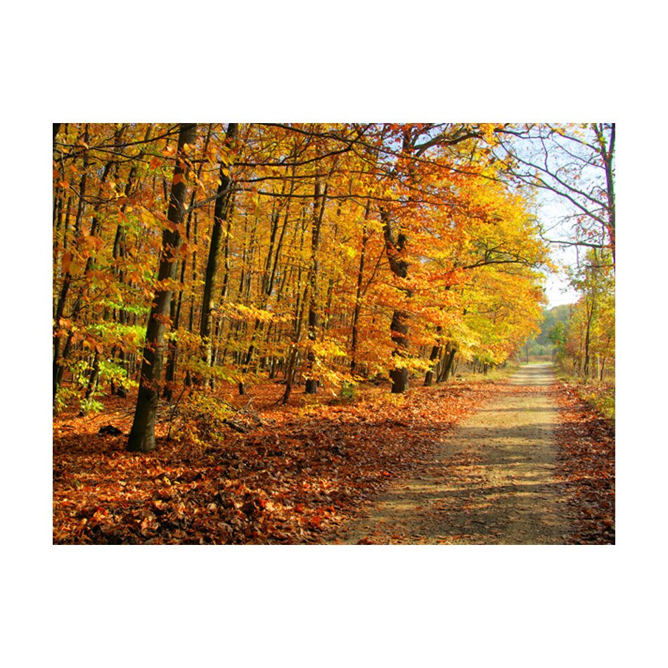 Fototapet vlies - Padurea de fag - 300 x 231 cm