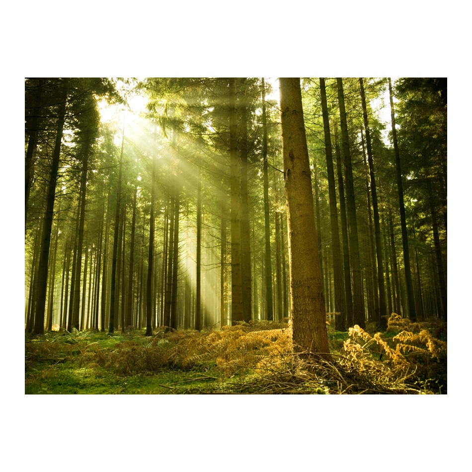 Fototapet vlies - Padure de conifere - 350 x 270 cm