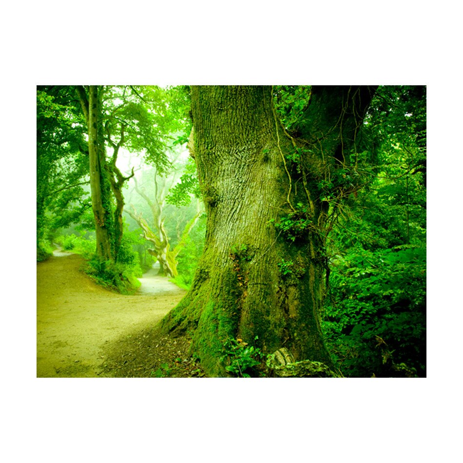 Fototapet vlies - Calea forestiera - 400 x 309 cm