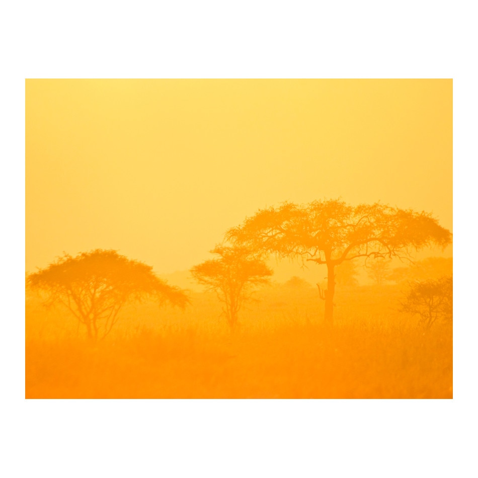 Fototapet vlies - Orange savana - 200 x 154 cm