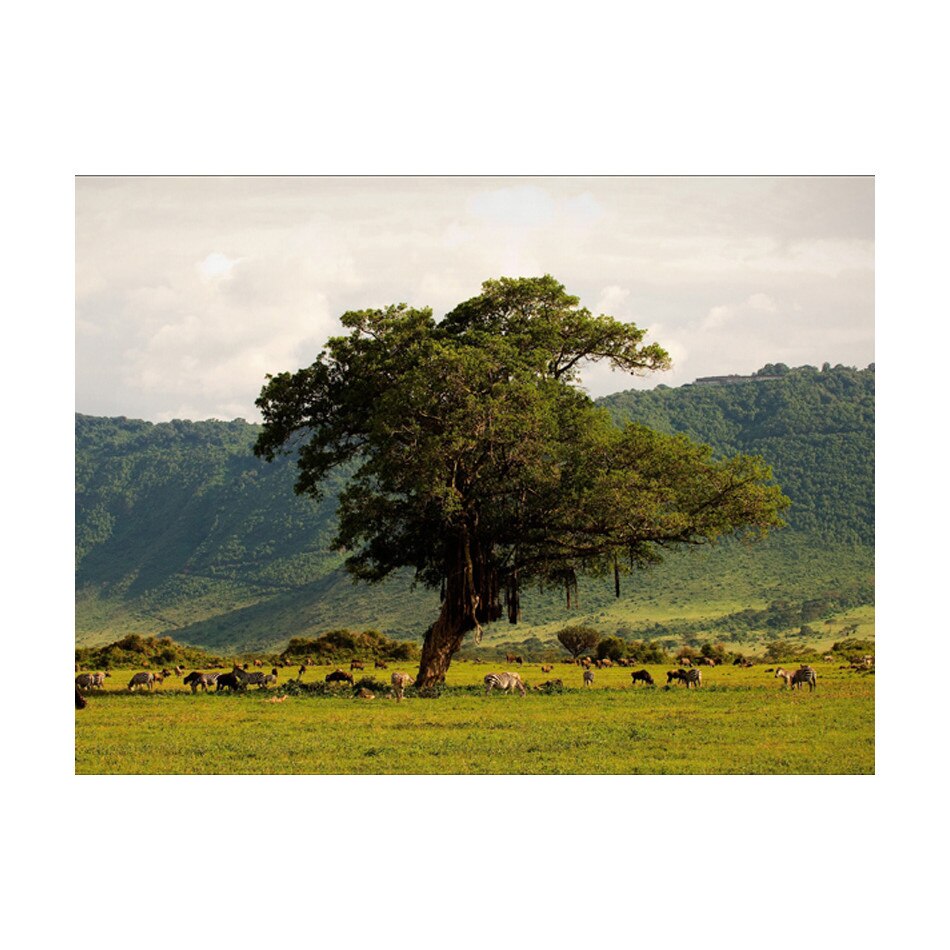 Fototapet vlies - Craterul Ngoro ngoro - 350 x 270 cm