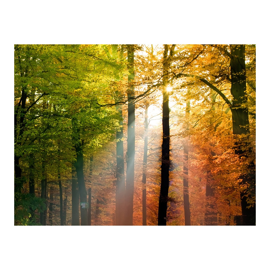 Fototapet vlies - Frumoasa toamna - 300 x 231 cm
