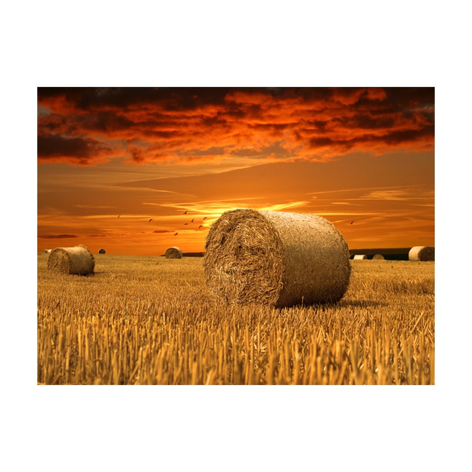 Fototapet vlies - Domenii de aur - 400 x 309 cm