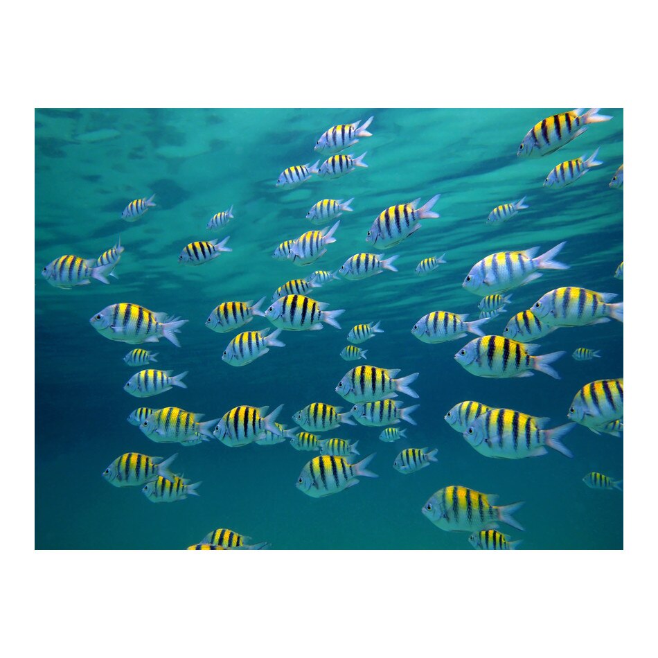 Fototapet vlies - Peisaj subacvatic Caraibe - 400 x 309 cm