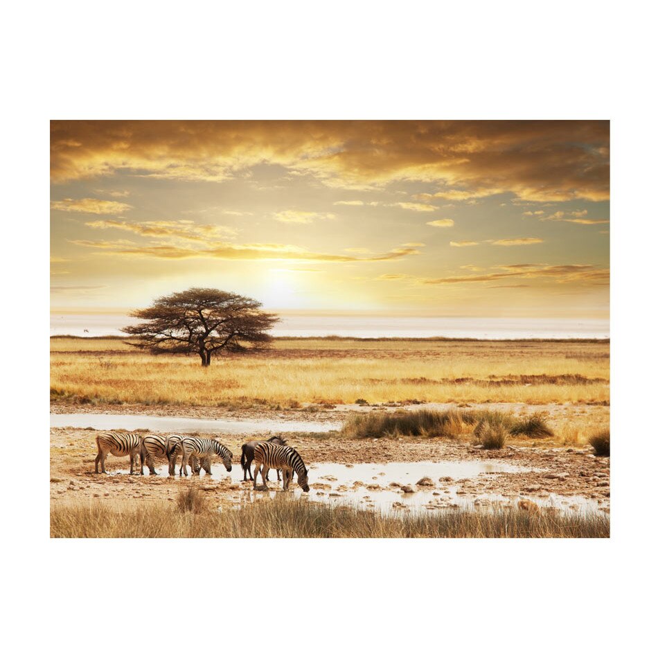 Fototapet vlies - Africani zebre in jurul gaura de udare - 250 x 193 cm