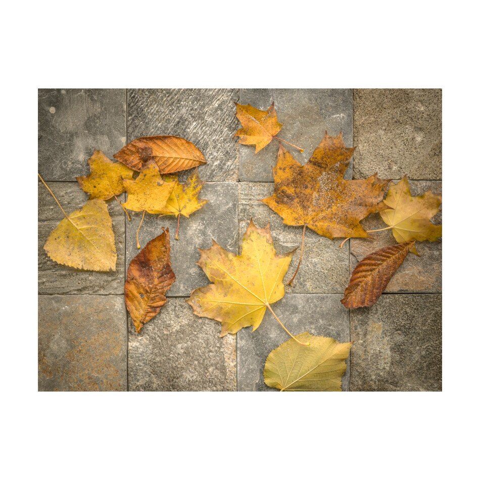 Fototapet vlies - Harbingerul toamnei - 250 x 193 cm