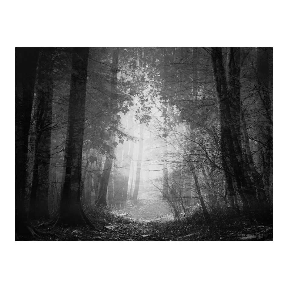Fototapet vlies - Padurea umbrelor - 400 x 309 cm