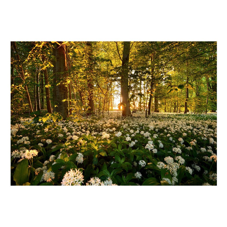 Fototapet vlies - Flora forestiera - 400 x 280 cm