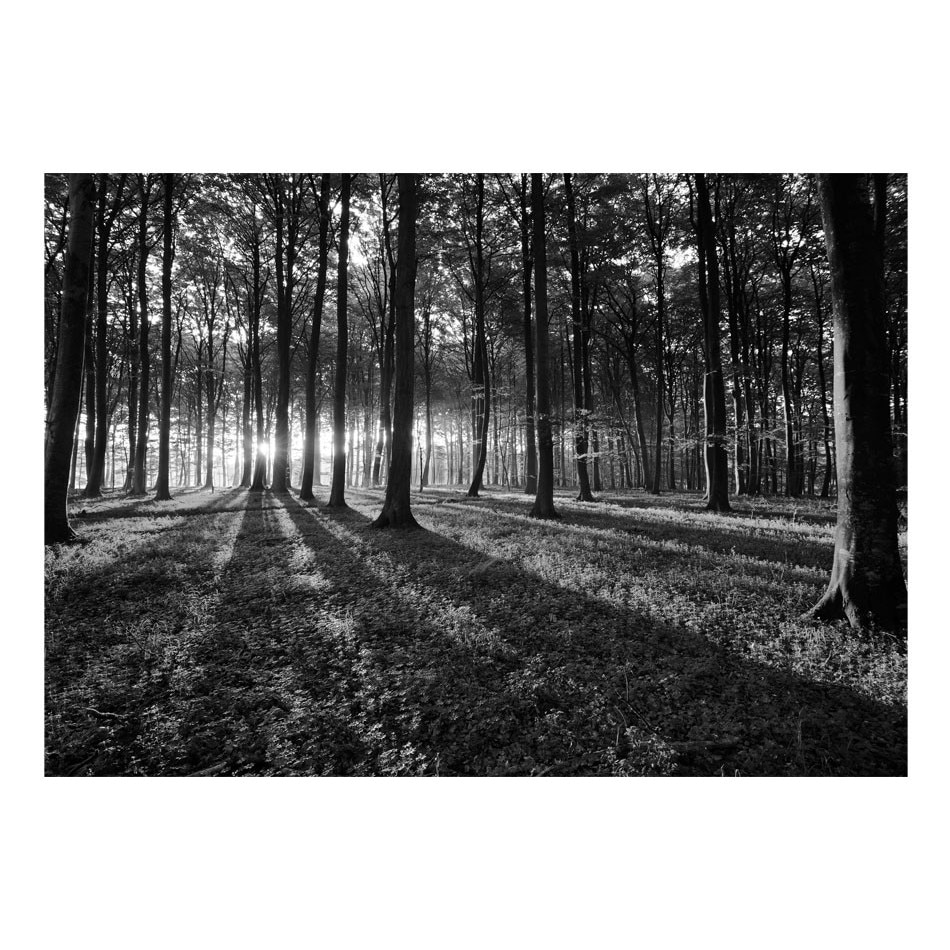 Fototapet vlies - Lumina in padure - 350 x 245 cm