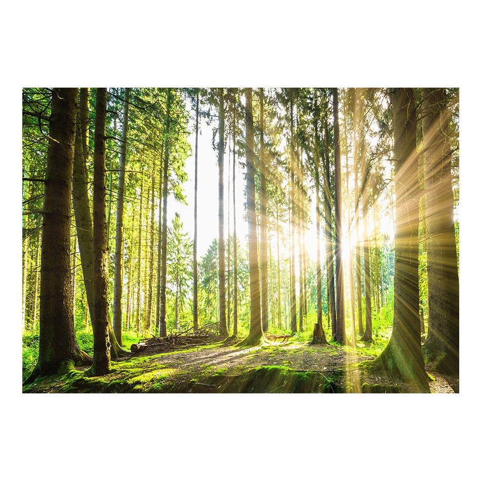 Fototapet vlies - Povestirile padurilor - 400 x 280 cm