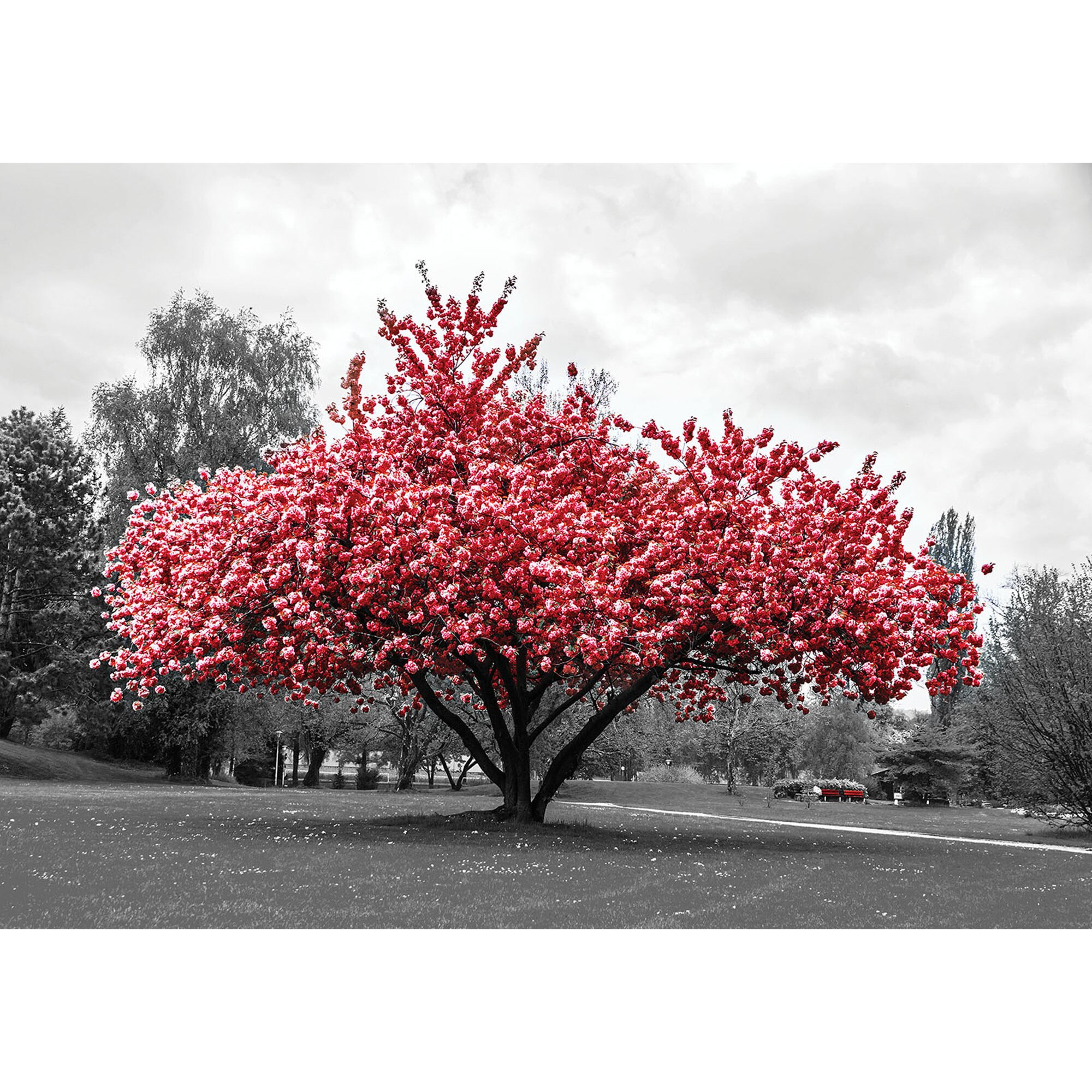 Fototapet DEGRETS 83493 Roz culoare 184x254cm