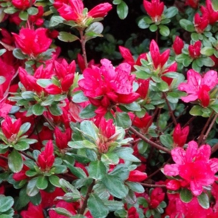 Azalea Japonica Hino Crimson Planta De Gradina Emag Ro