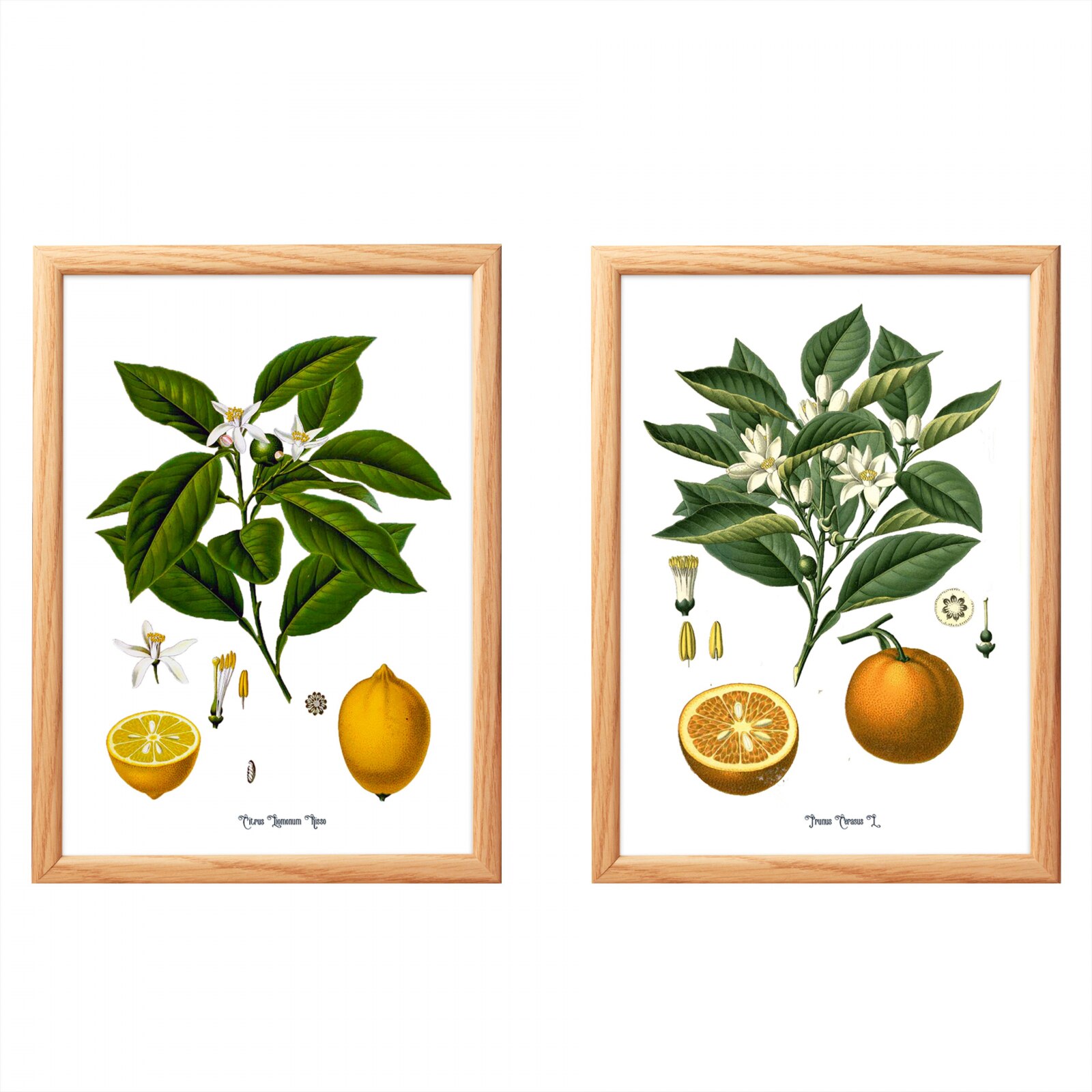 Set 2 Tablouri Citrice, Portocala, Lamaie, print ilustratie botanica clasica
