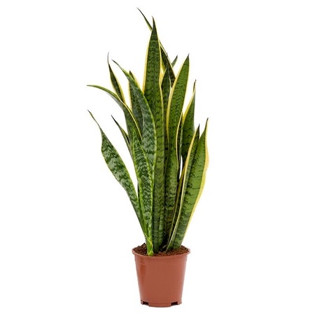 Sansevieria Laurentii Limba Soacrei H75 Cm Emag Ro
