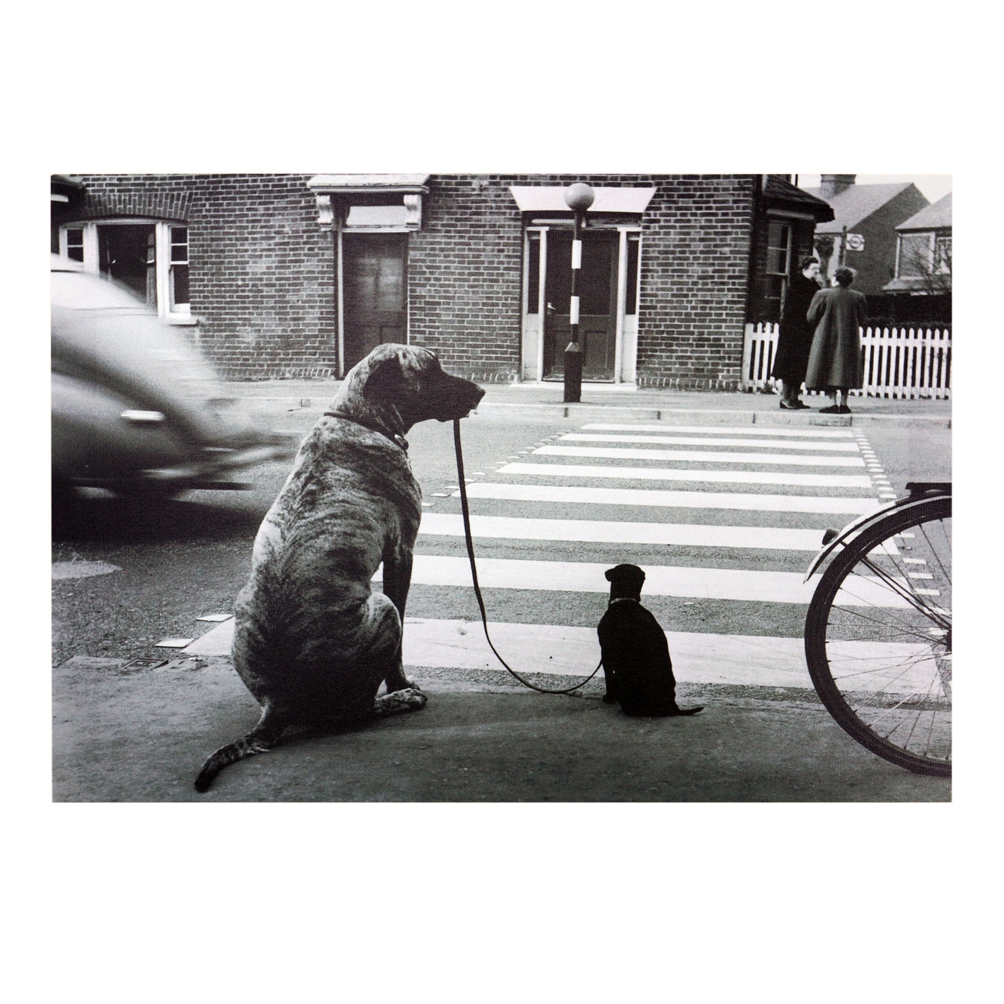 Tablou Canvas, Viata unui caine, alb/negru, 50 cm