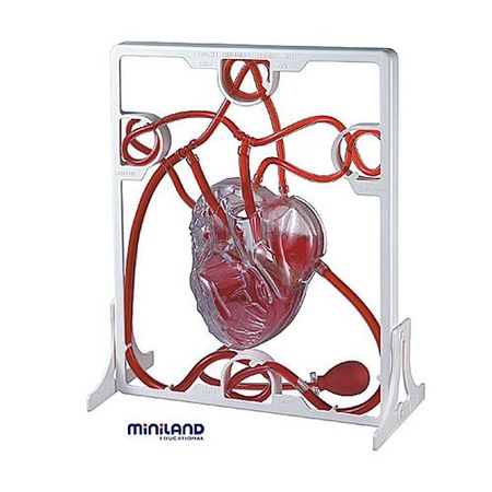 Set Inima Si Sistemul Circulator Emag Ro